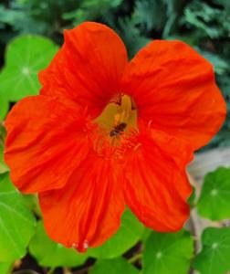 Annelies 05 De eerste Oost-indische kers met bezoek